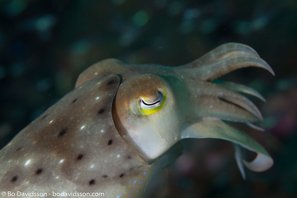BD-130405-Tulamben-0194-Sepia-latimanus.-Quoy---Gaimard.-1832-[Broadclub-cuttlefish].jpg